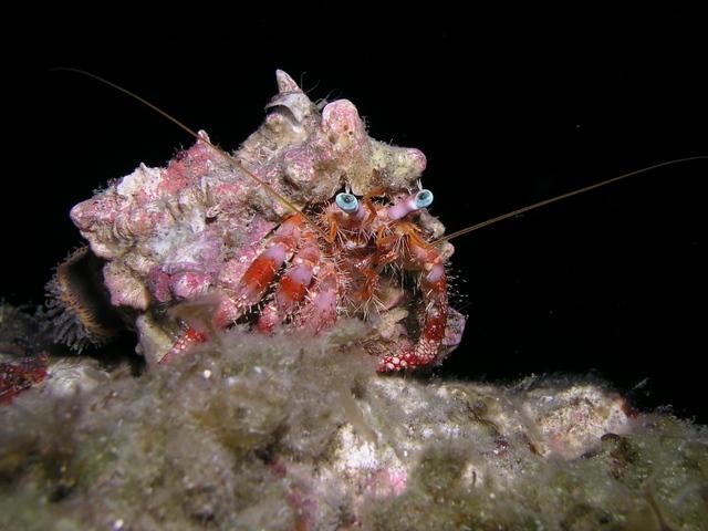 decorator crab