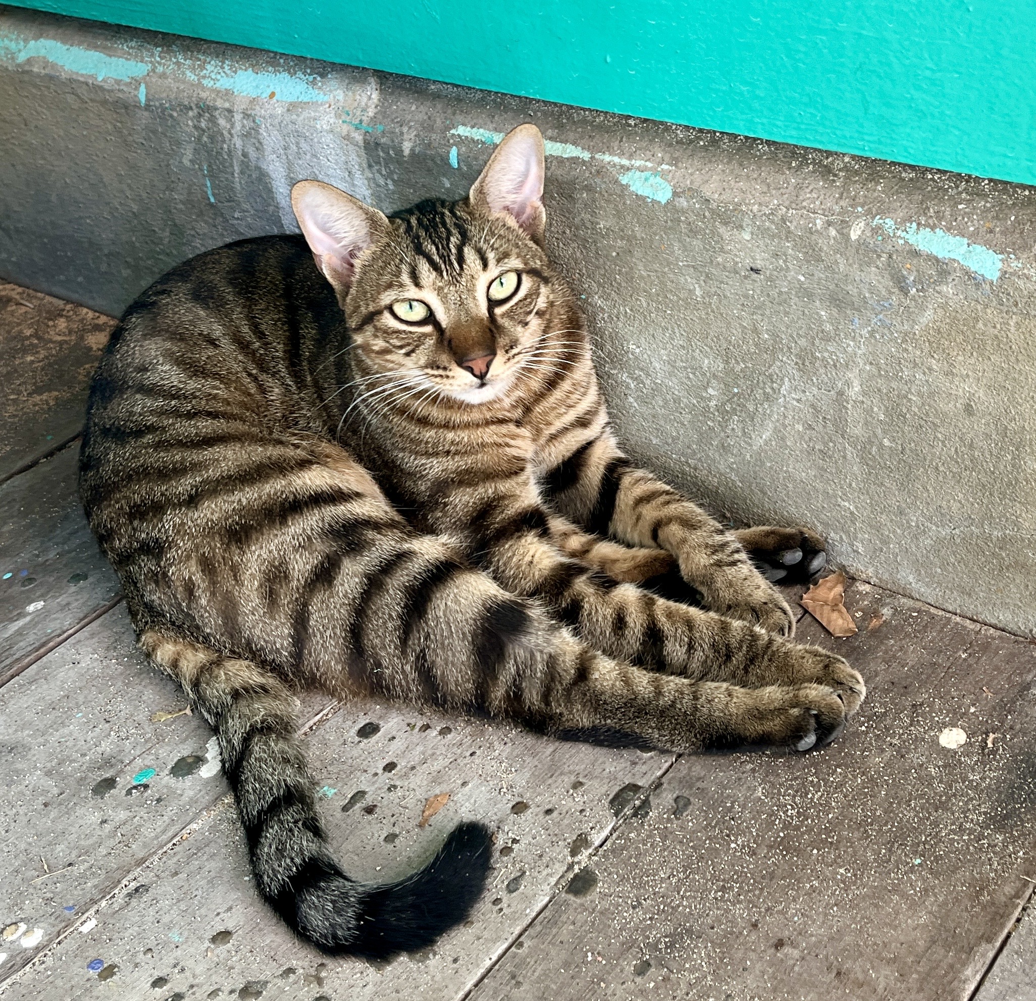 Dive shop cat