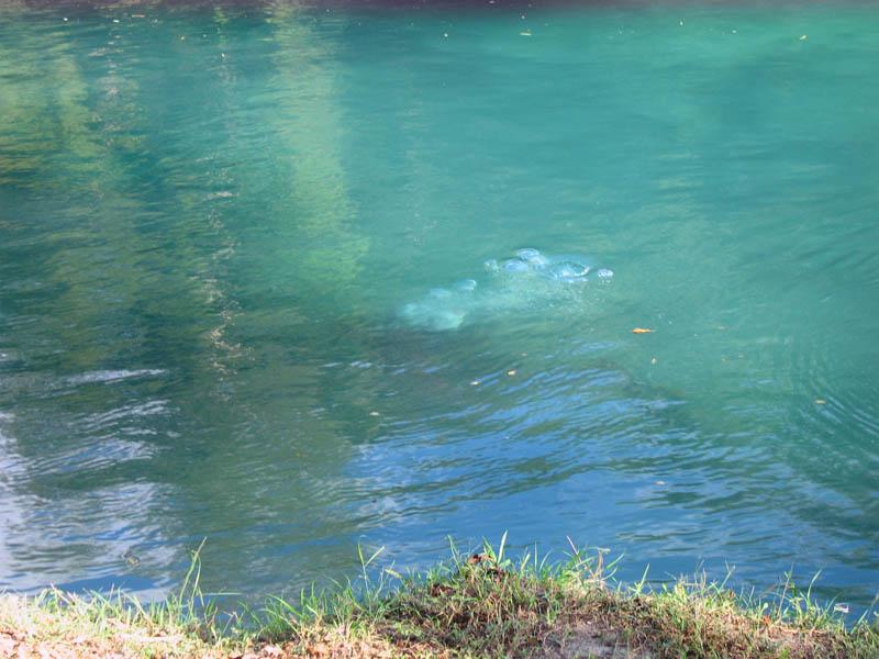 Diver Down