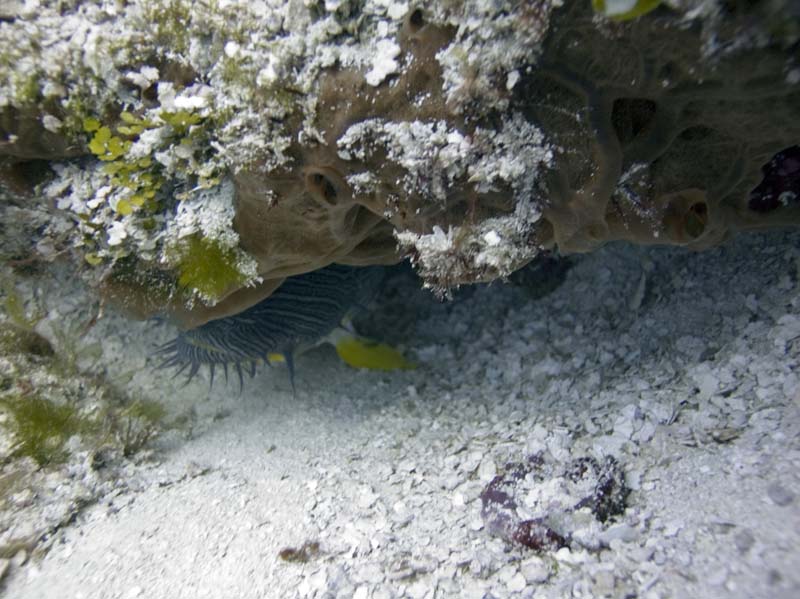 Divers