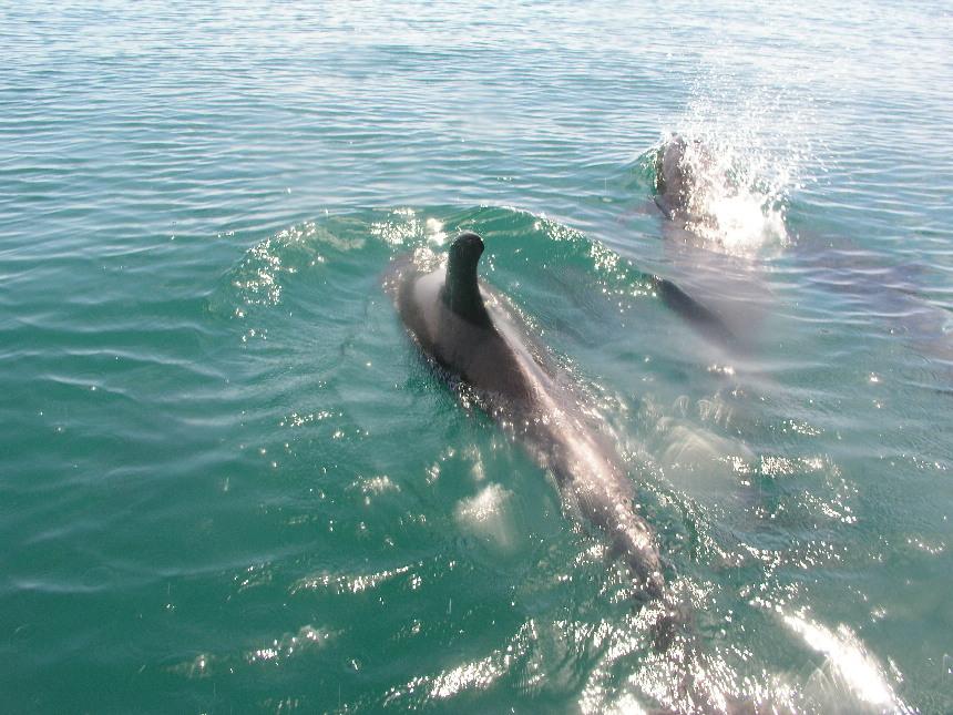 dolphins