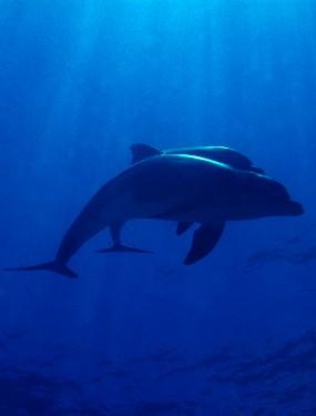 Dolphins