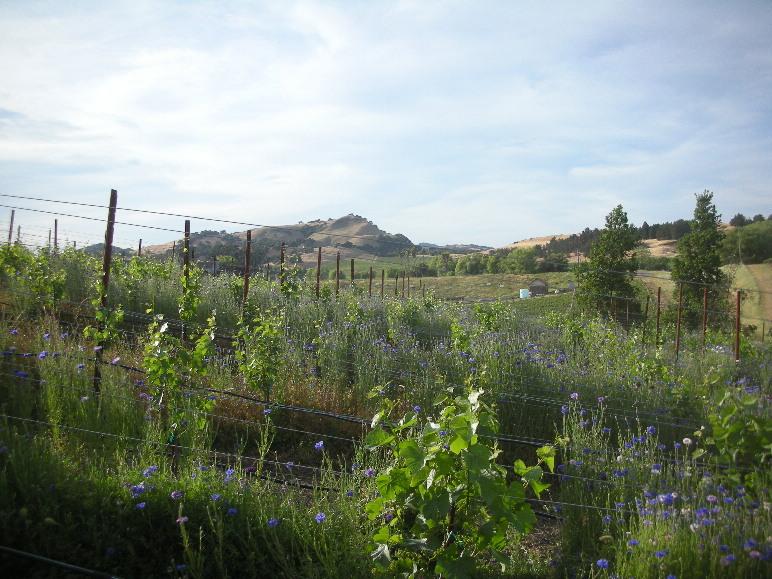 Domaine Carneros
