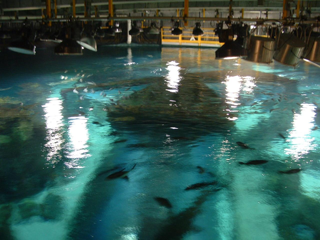 Drink as much red wine and vodka as possible before you dive! :(