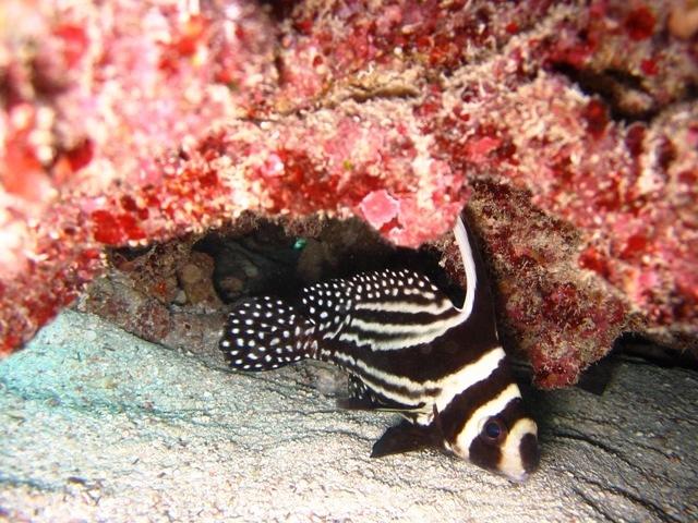 Drum on Little Conch Reef