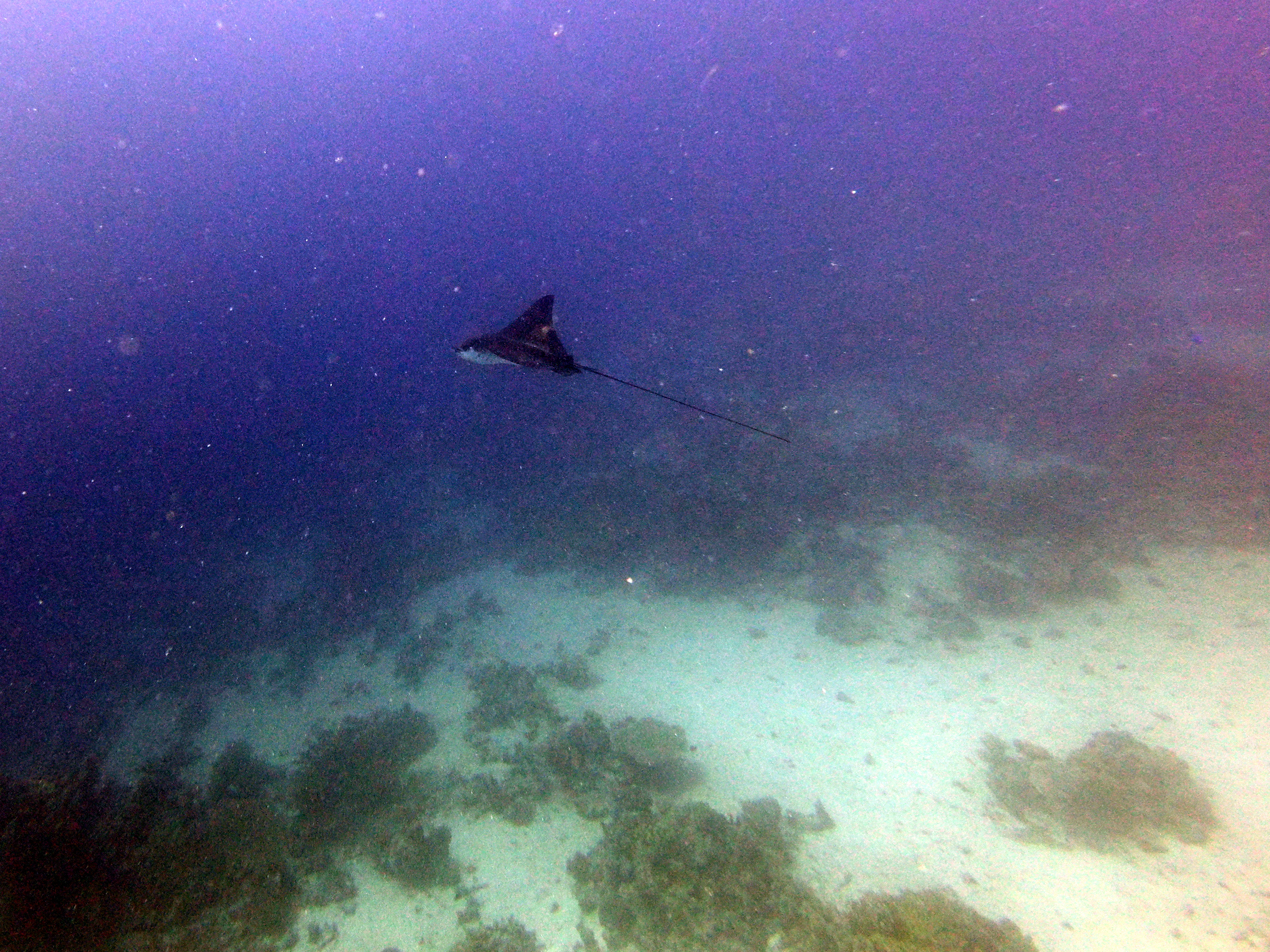 Eagle ray at Lighthouse Reef