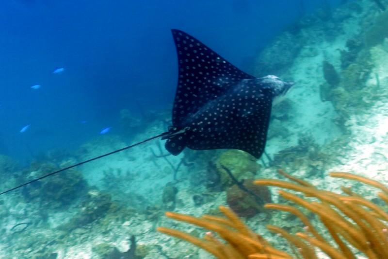Eagle Ray