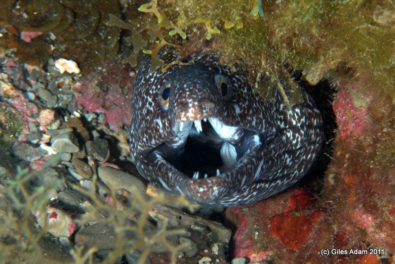 Eel gape