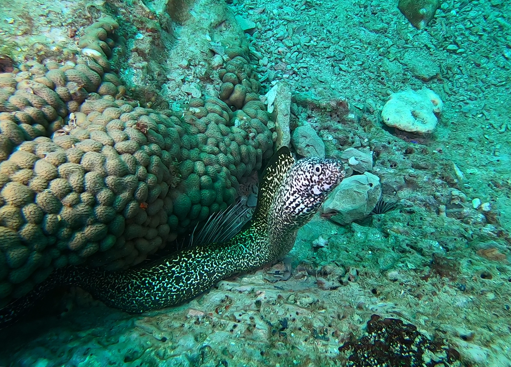 Eel Stetson