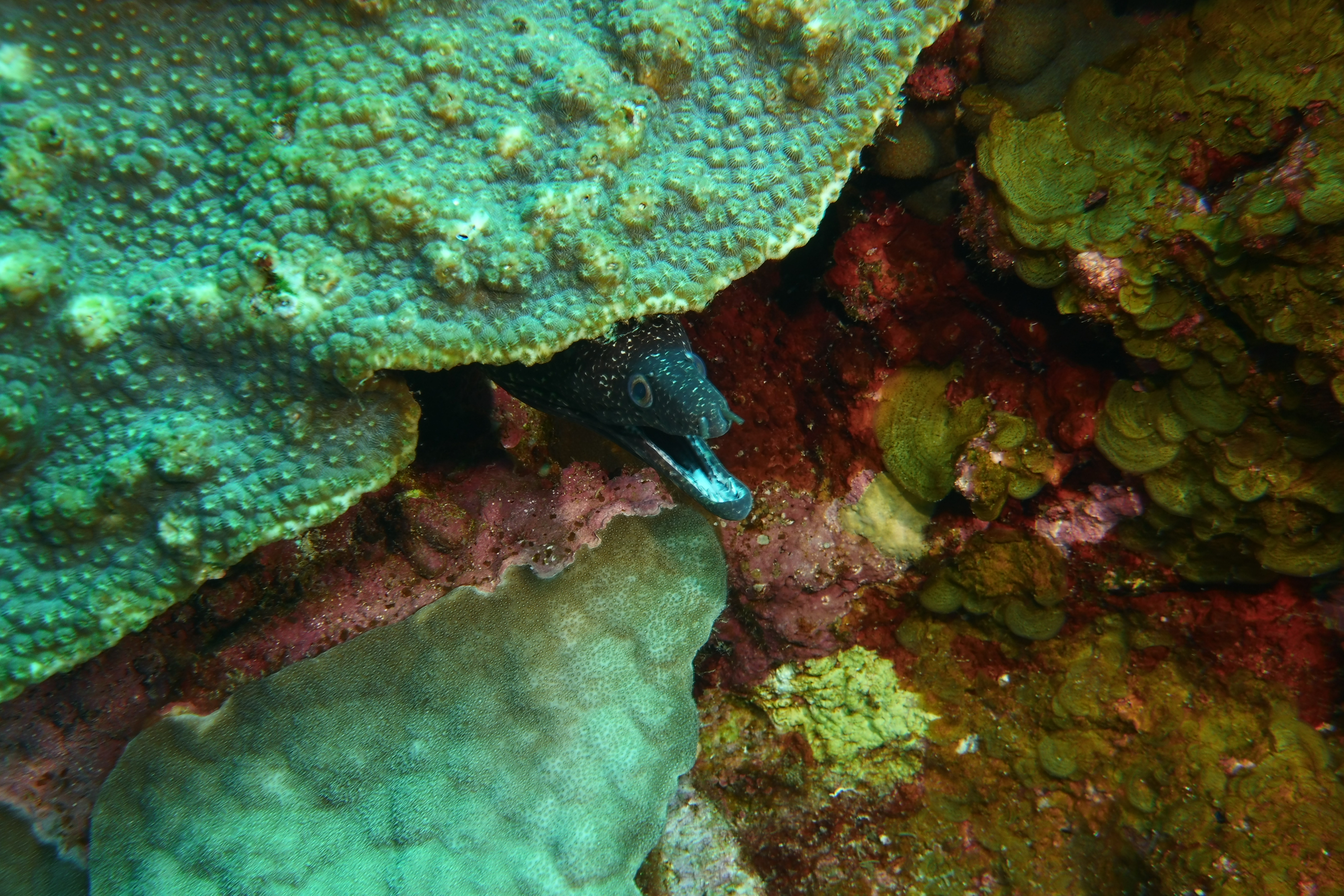 Eel under coral