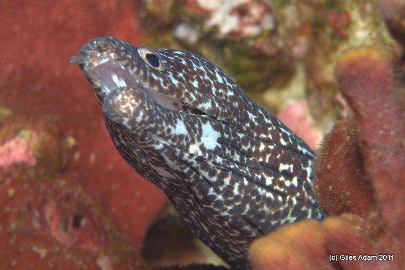 Eel