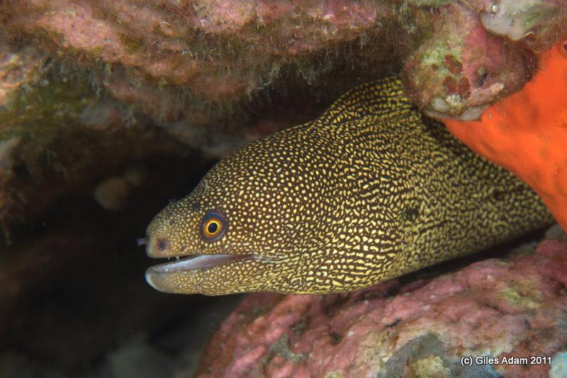 Eel