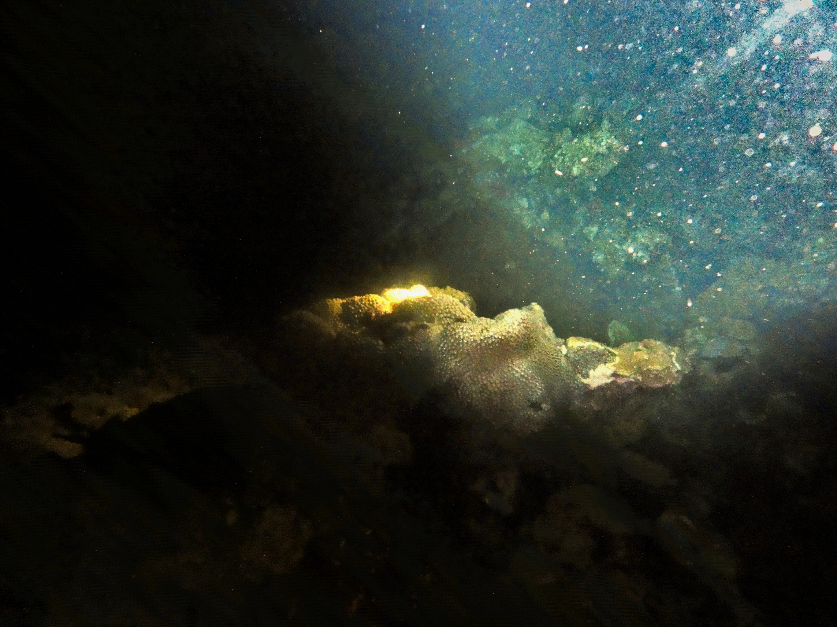 Eggs in the water