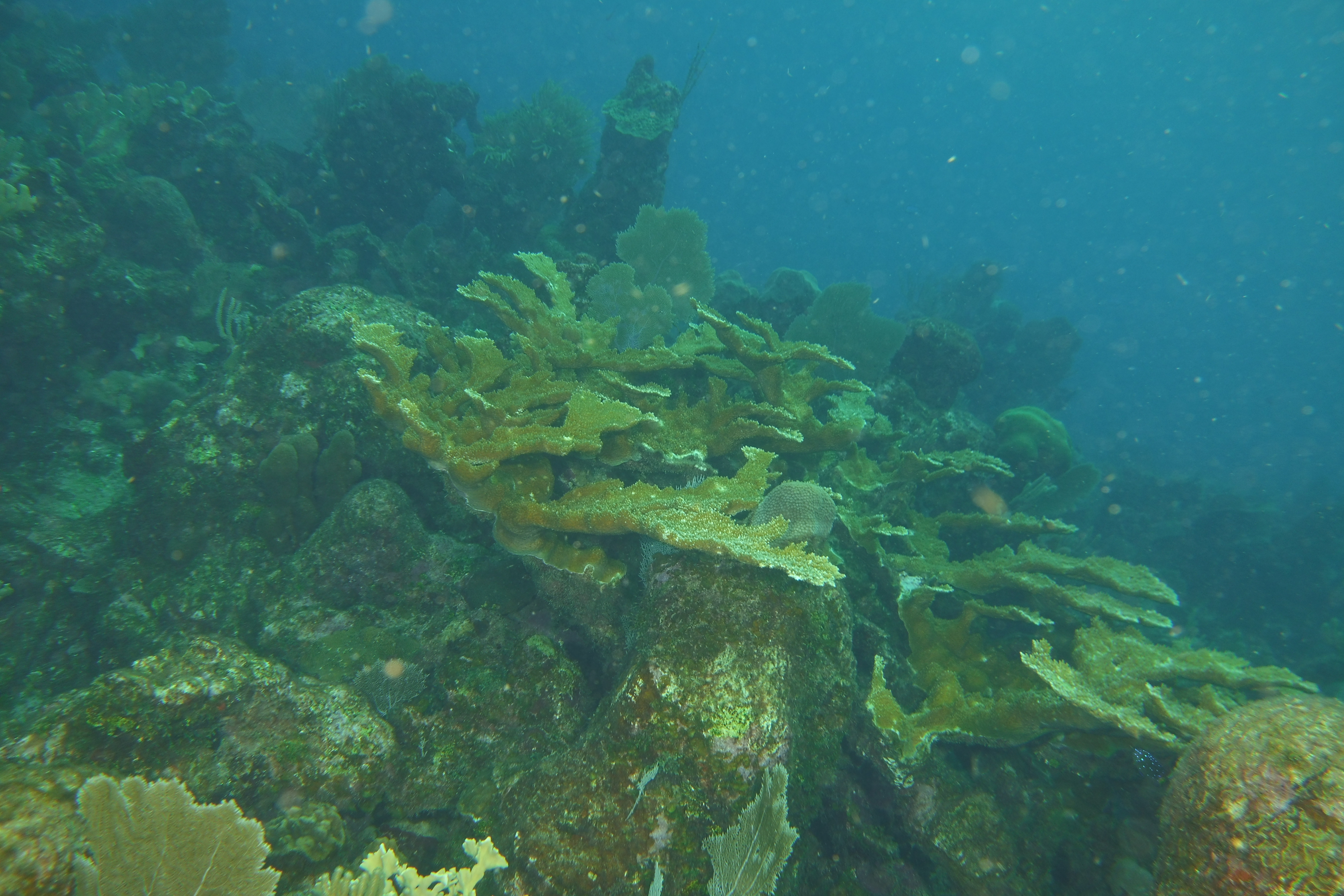 Elk coral