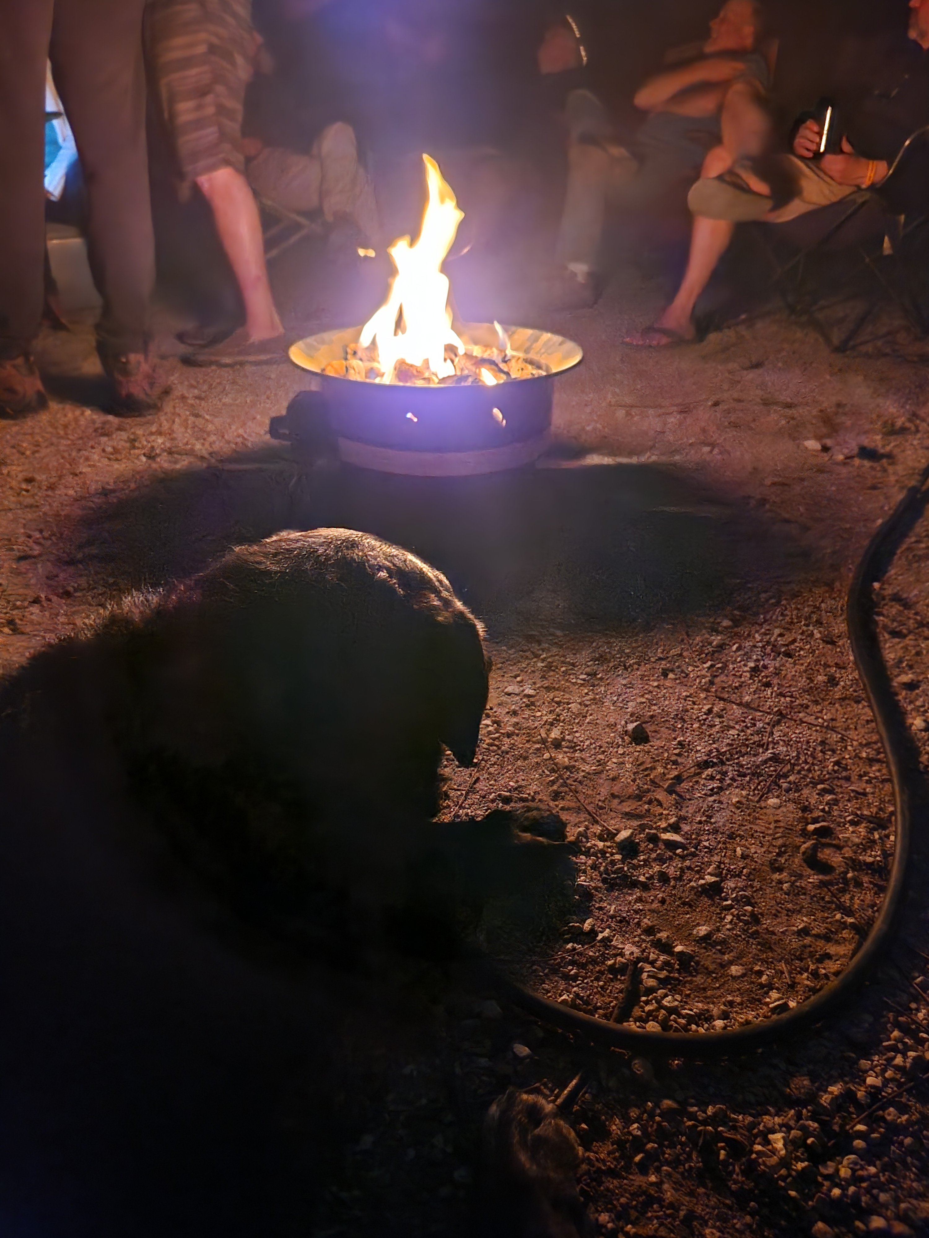 Ellie relaxing by the fire