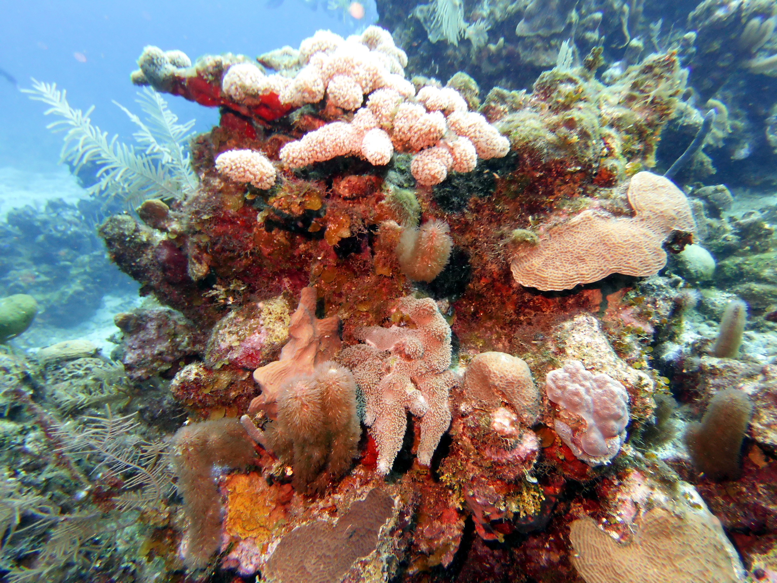 Even more coral at Chloe's Fantasy
