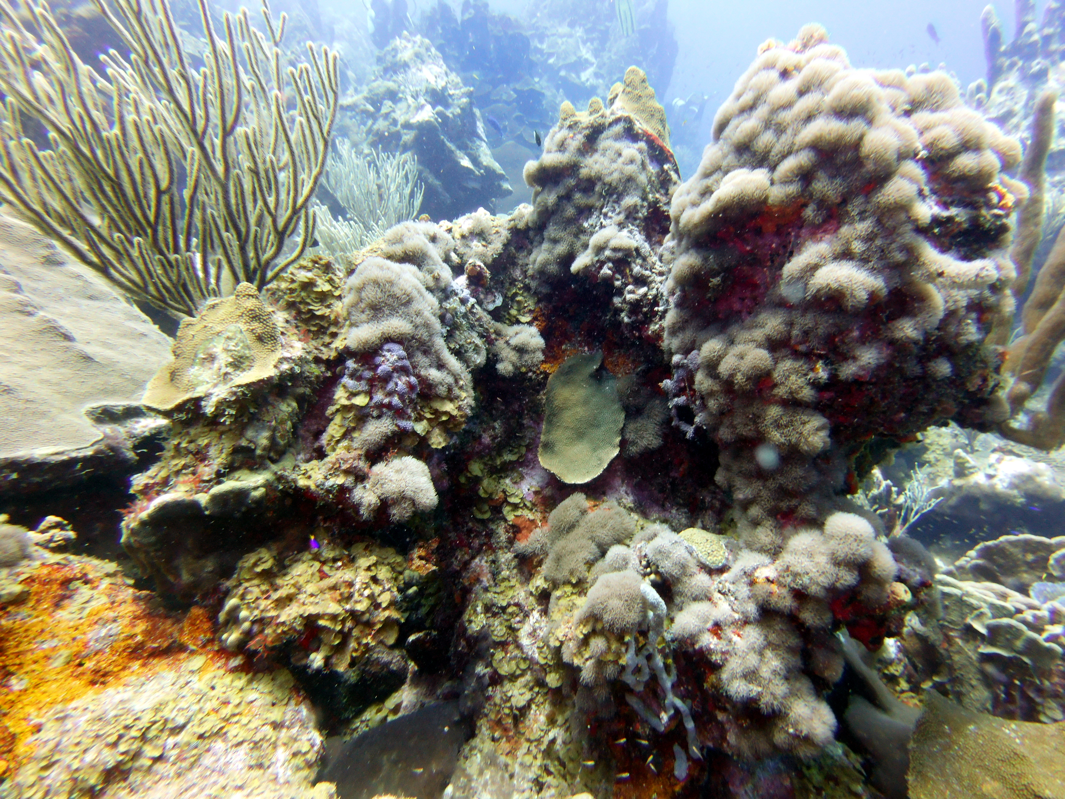 Even more coral at Watamula