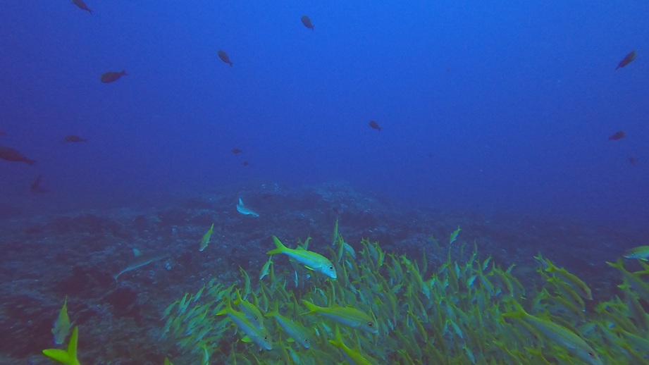 Fakarava baitball and sharks