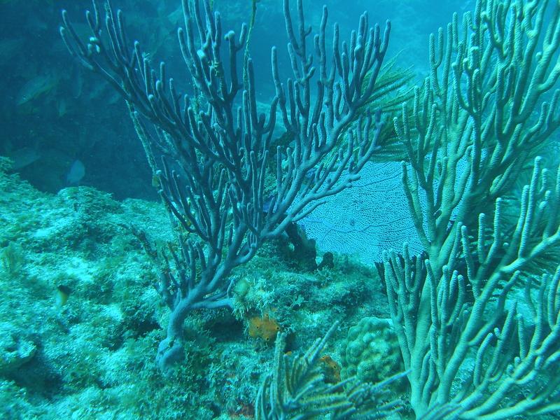 Finger coral