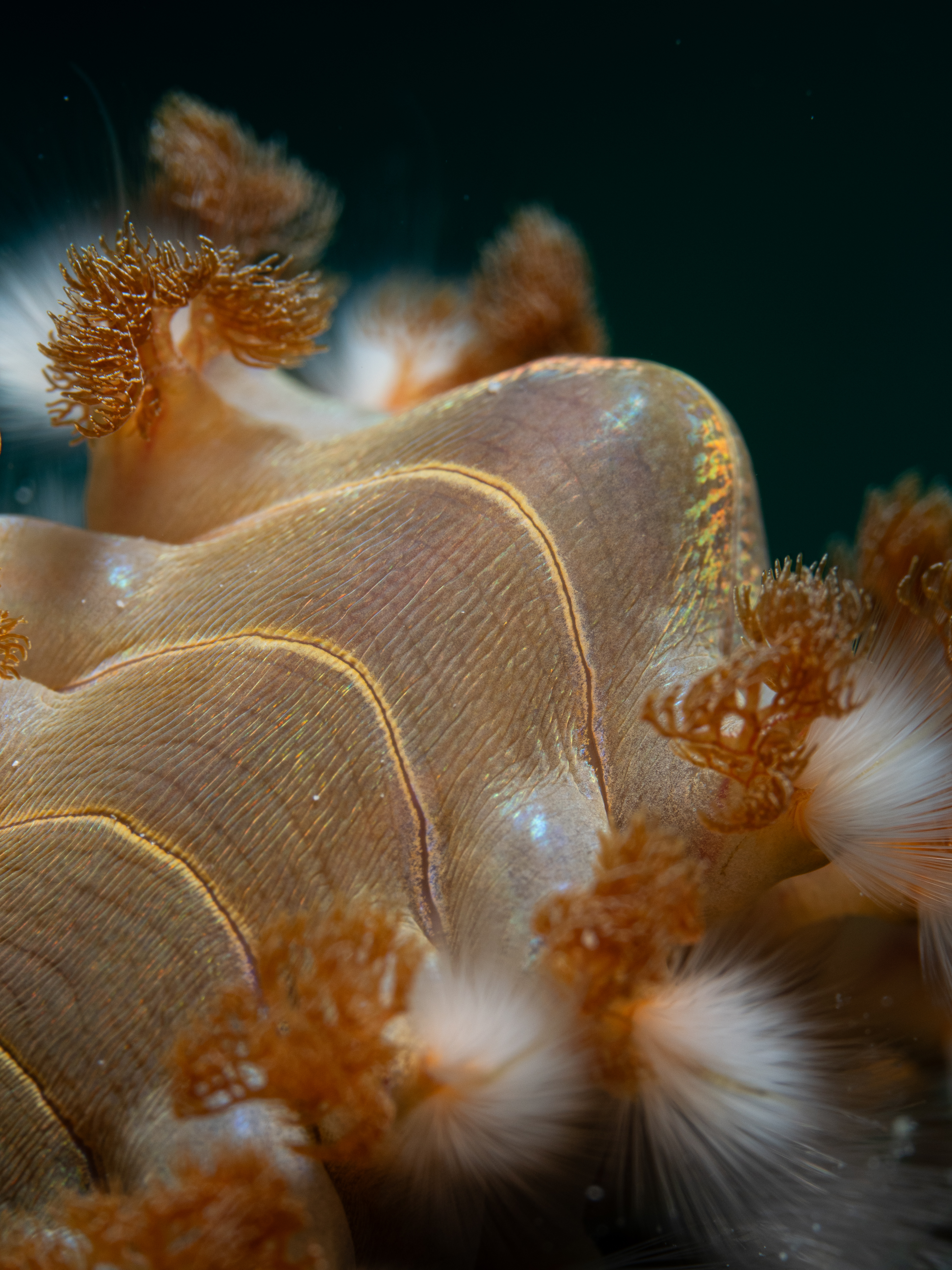 fireworm1.jpg