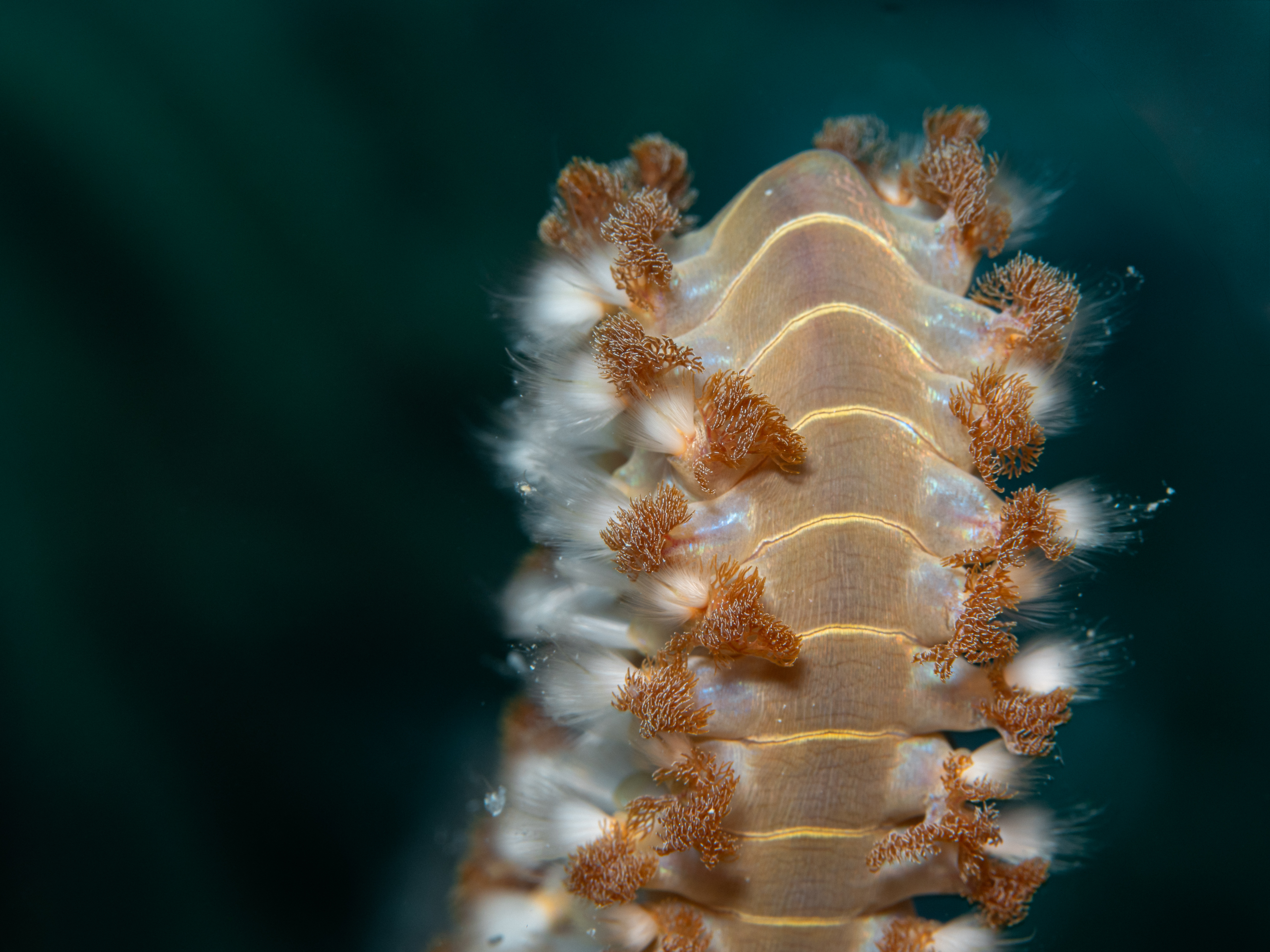 fireworm2.jpg