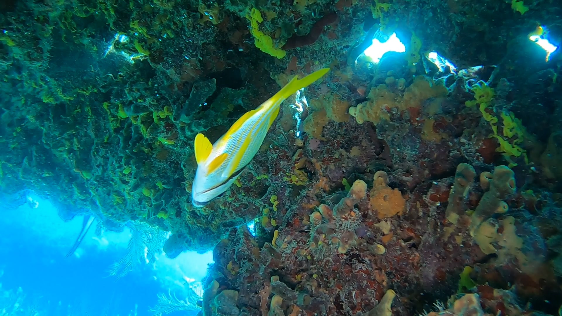Fish Bellies Are Really White