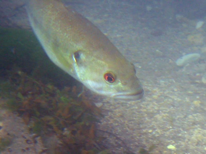 Fish closeup
