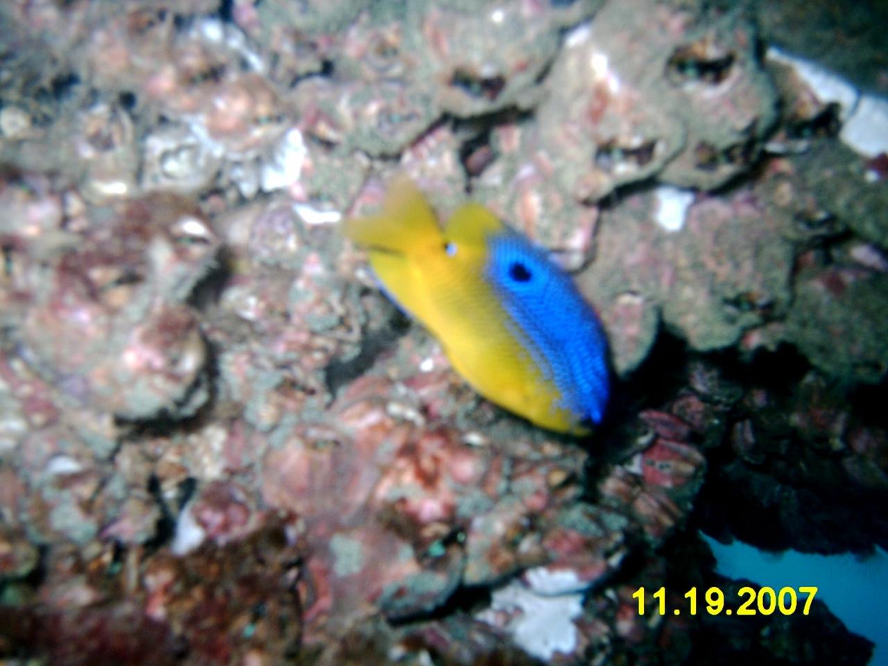 Fish life on rig dive
