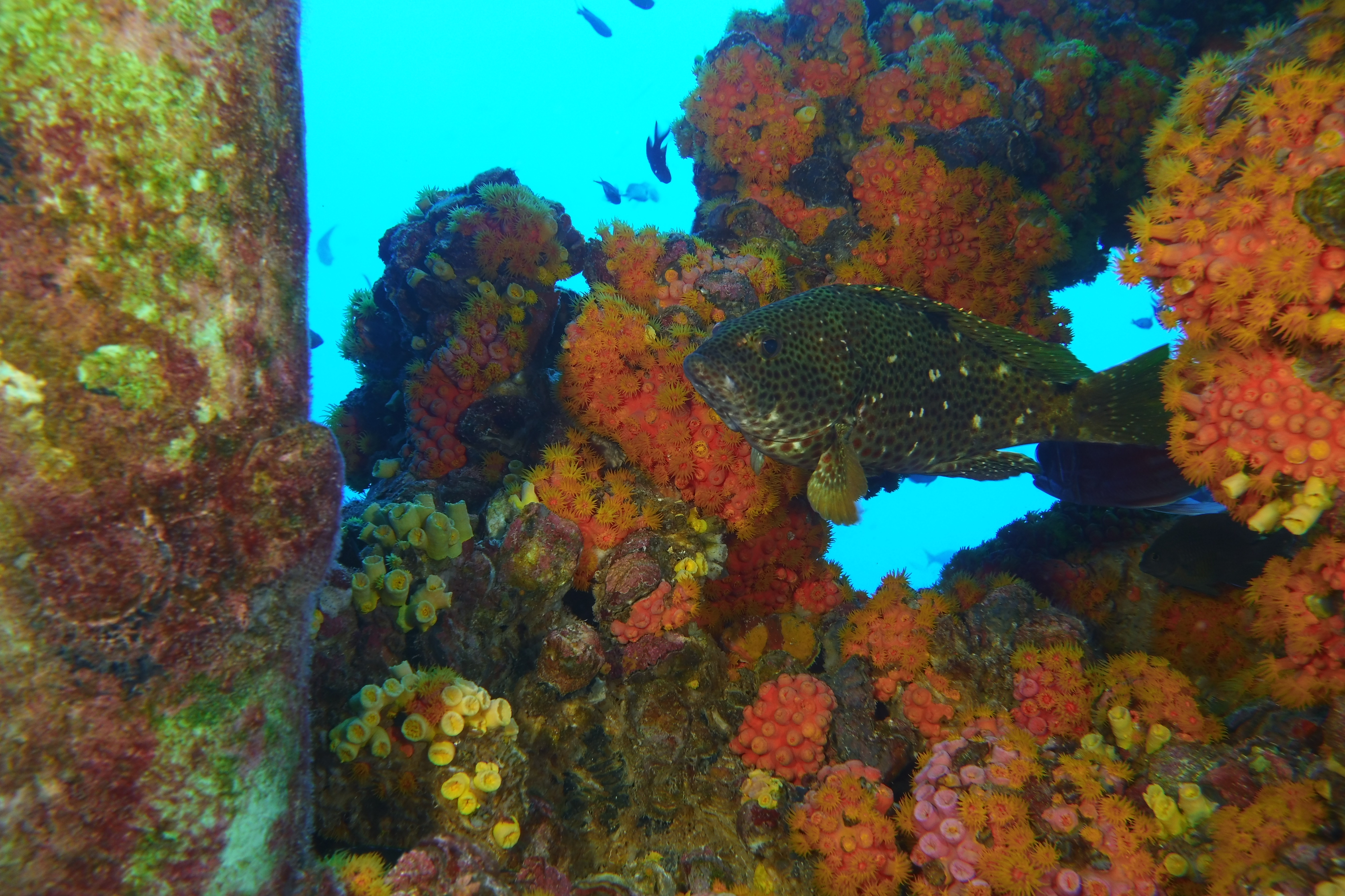 Fish life on the rig dive.