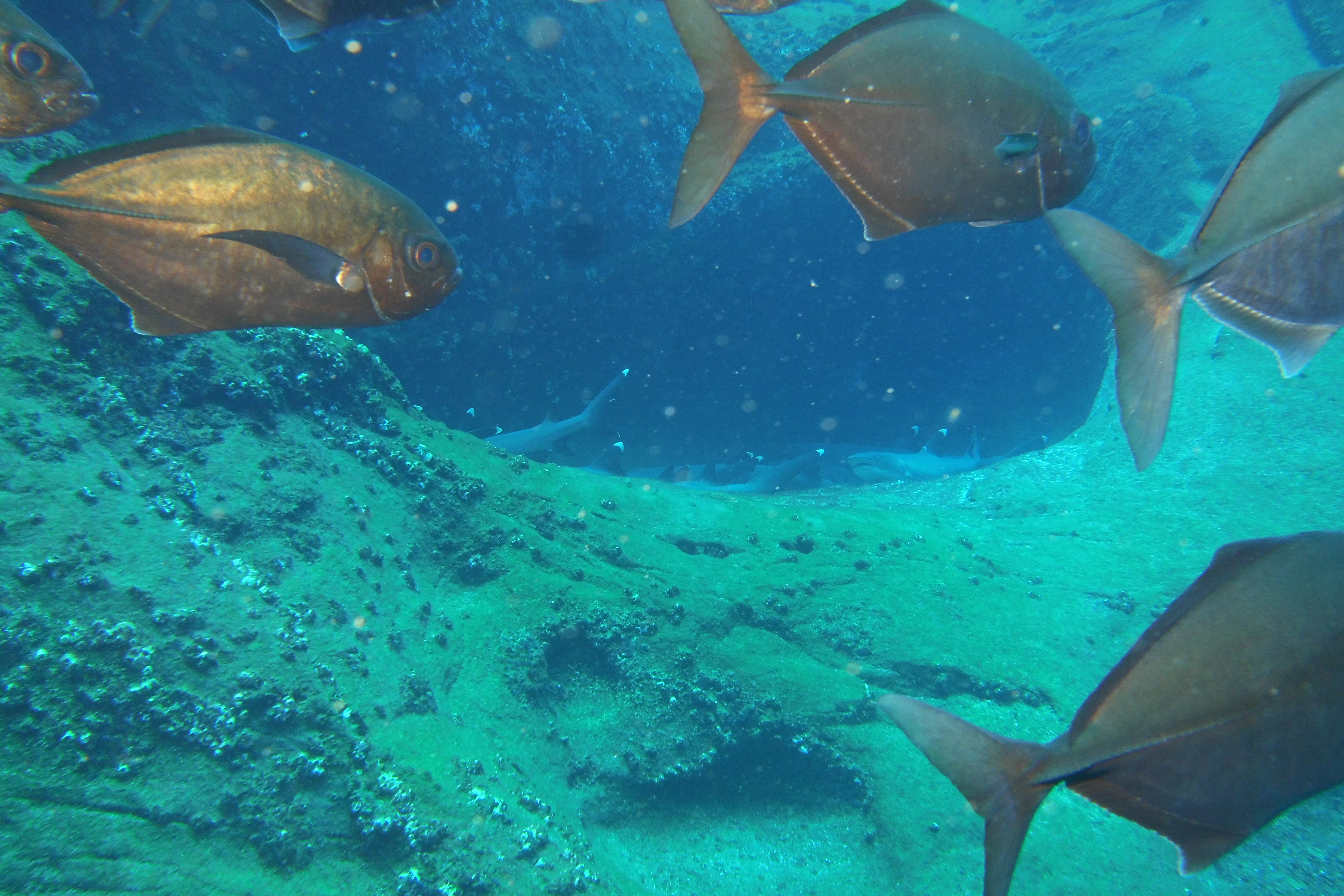 Fish school near white tip