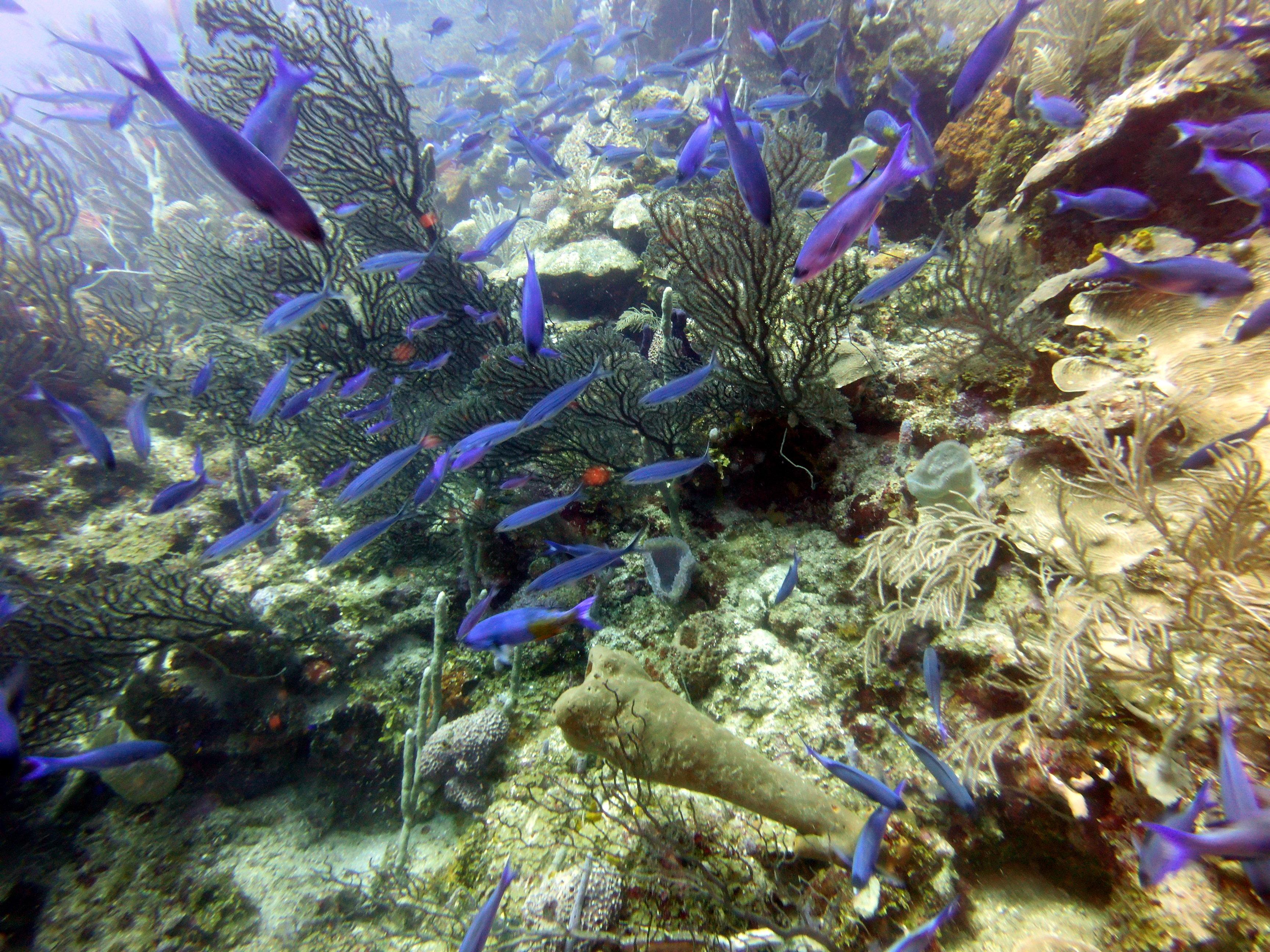 Fishies in Texas