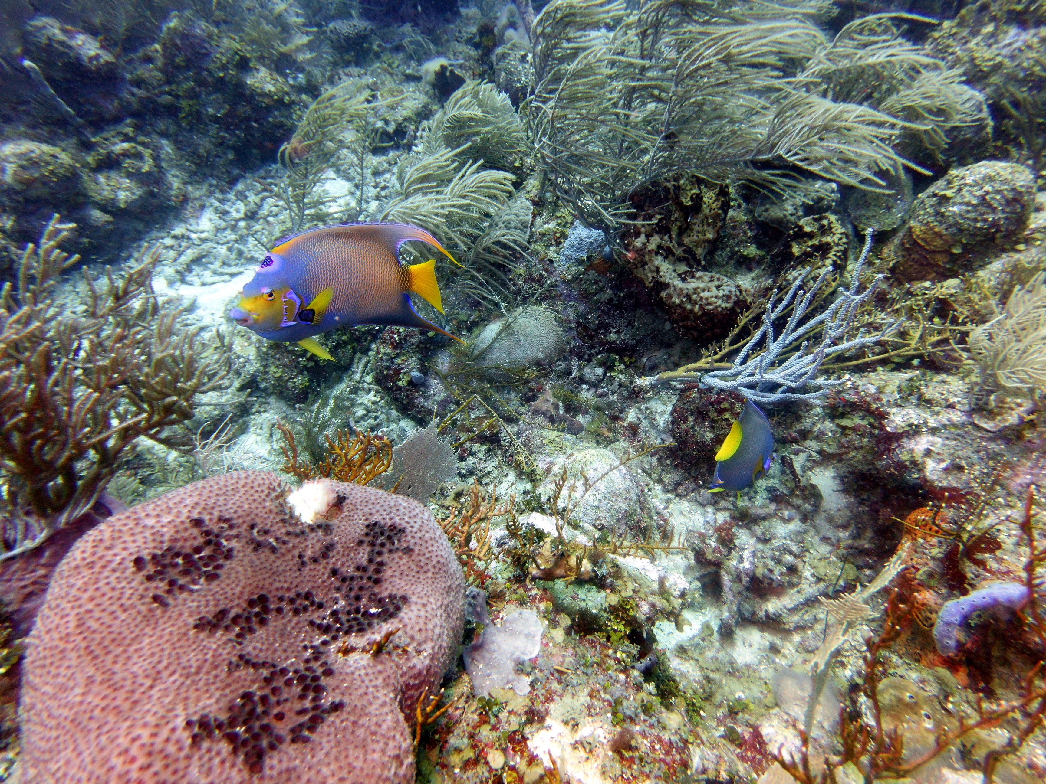 Fishies in Texas