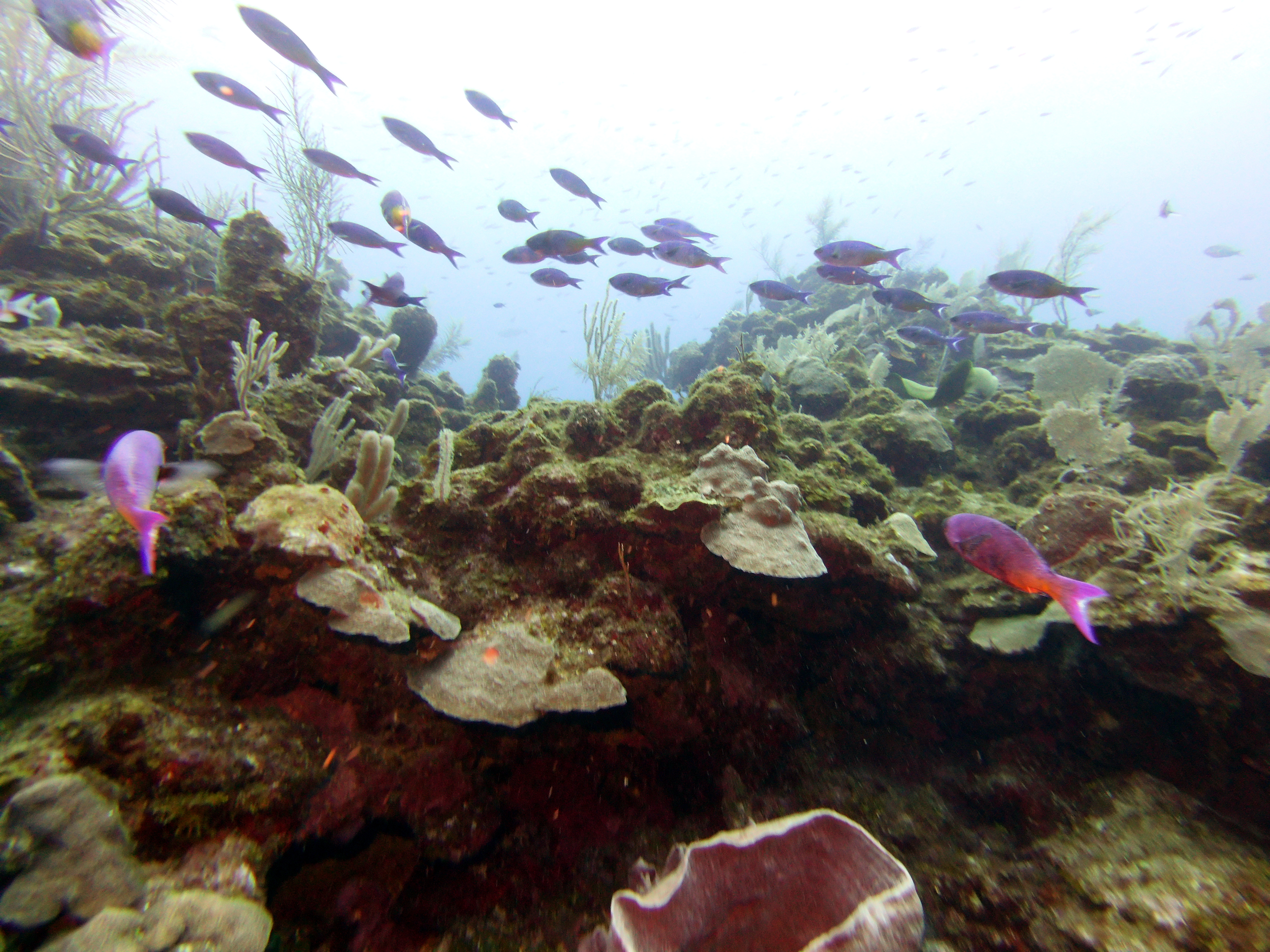 Fishies!