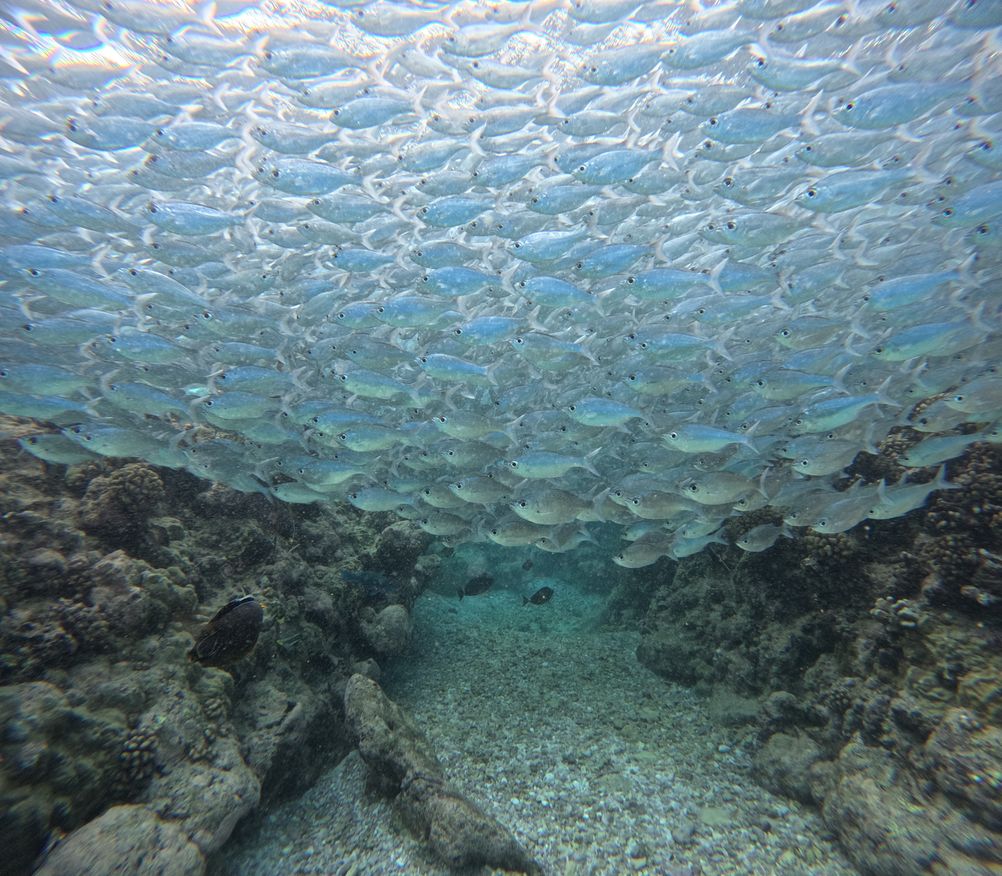 Flagfish