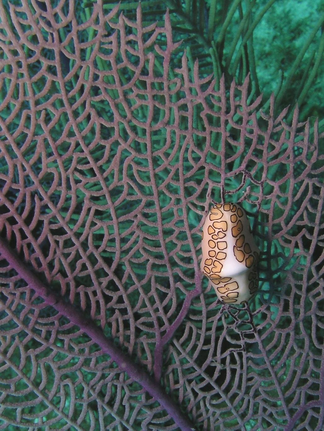 flamingo tongue