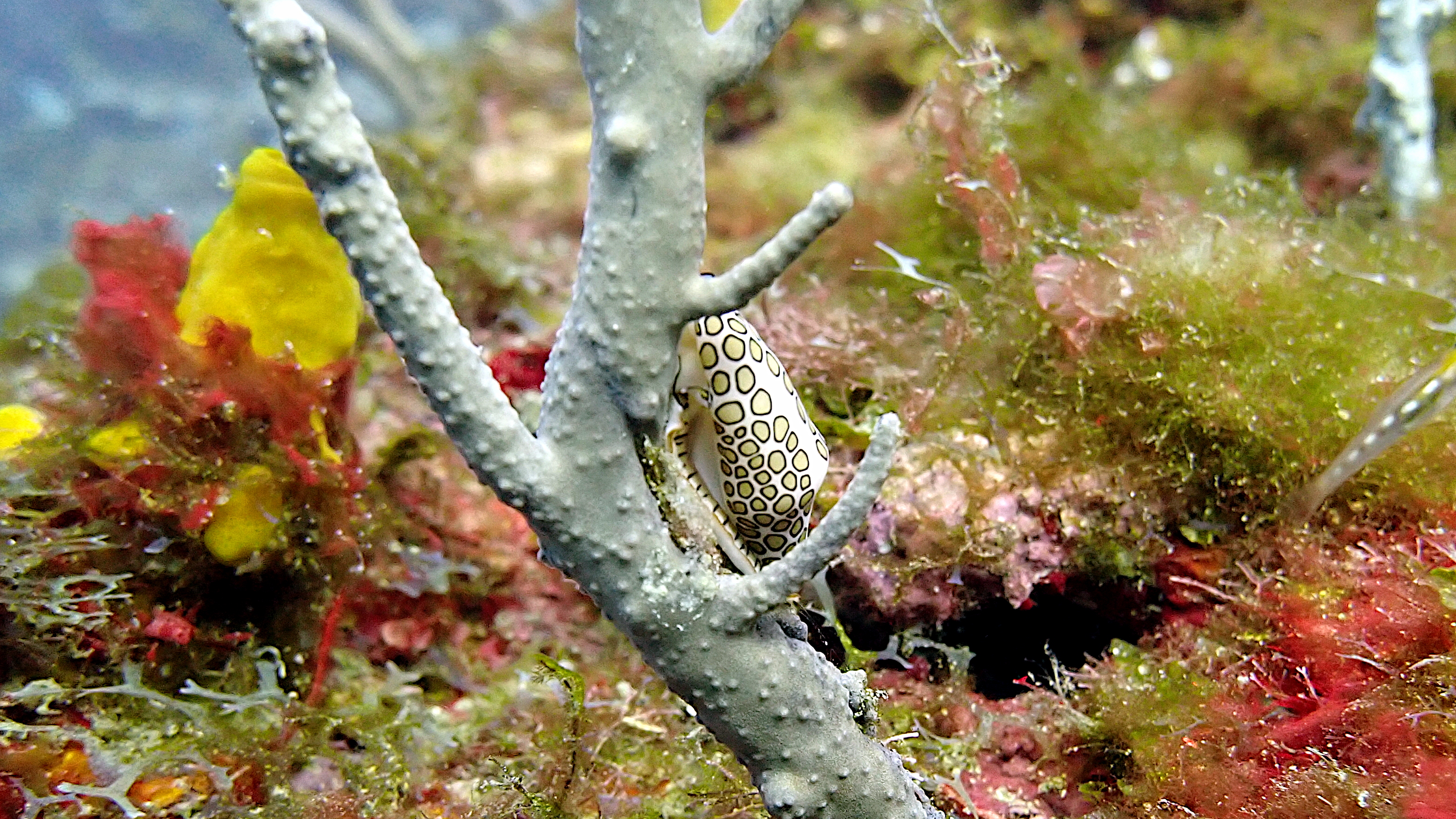 Flamingo tongue
