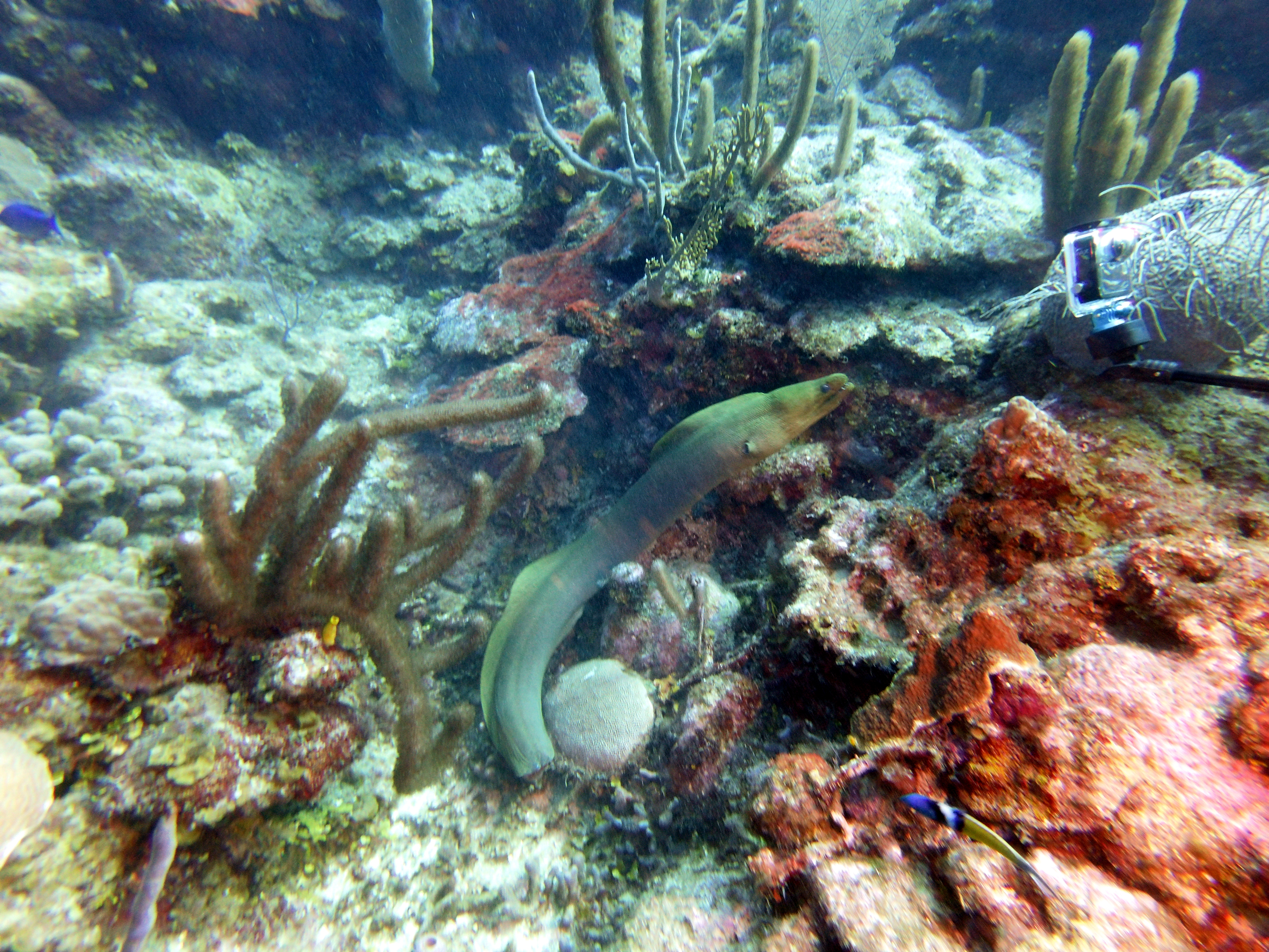 Free-swimming eel in Pirate's Dream