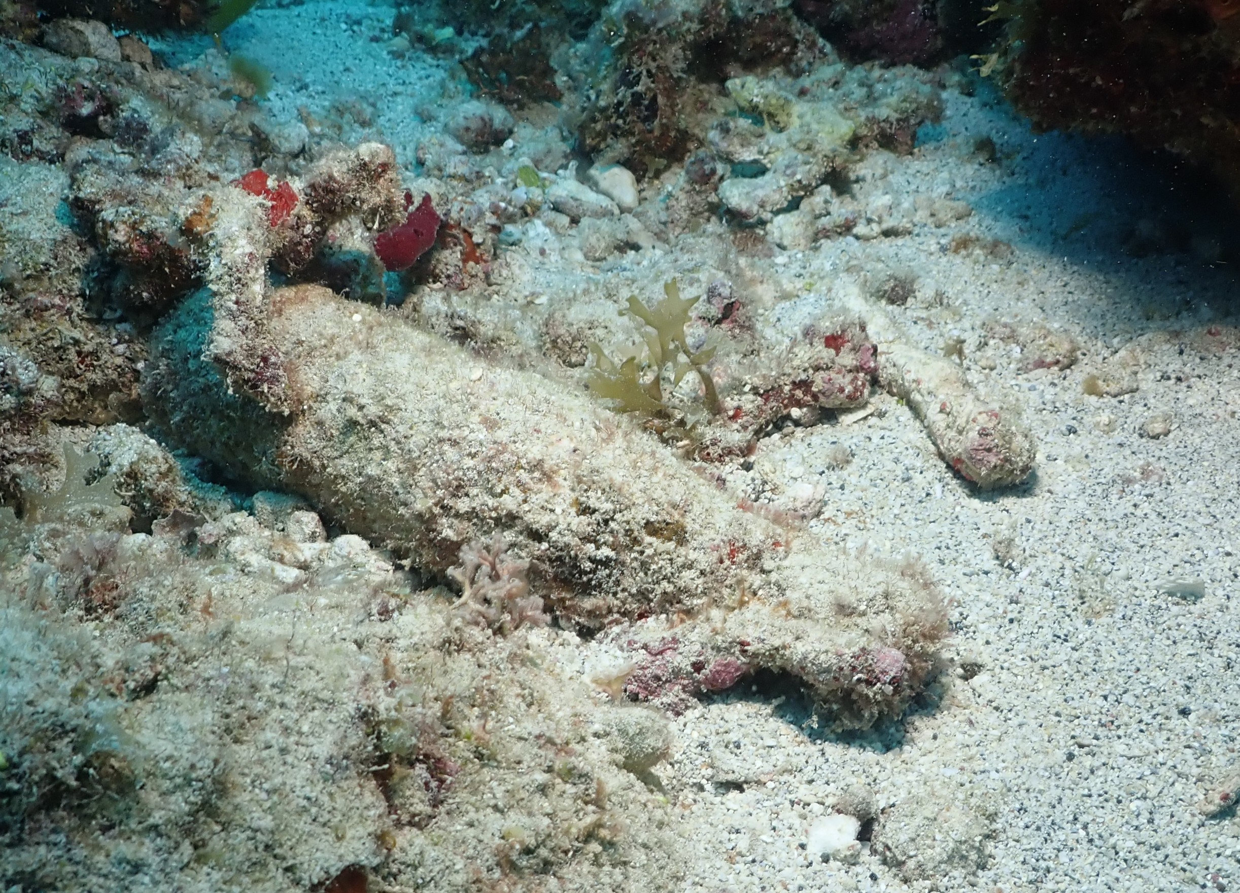 French bottle fish