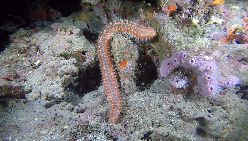 Frisky fireworm