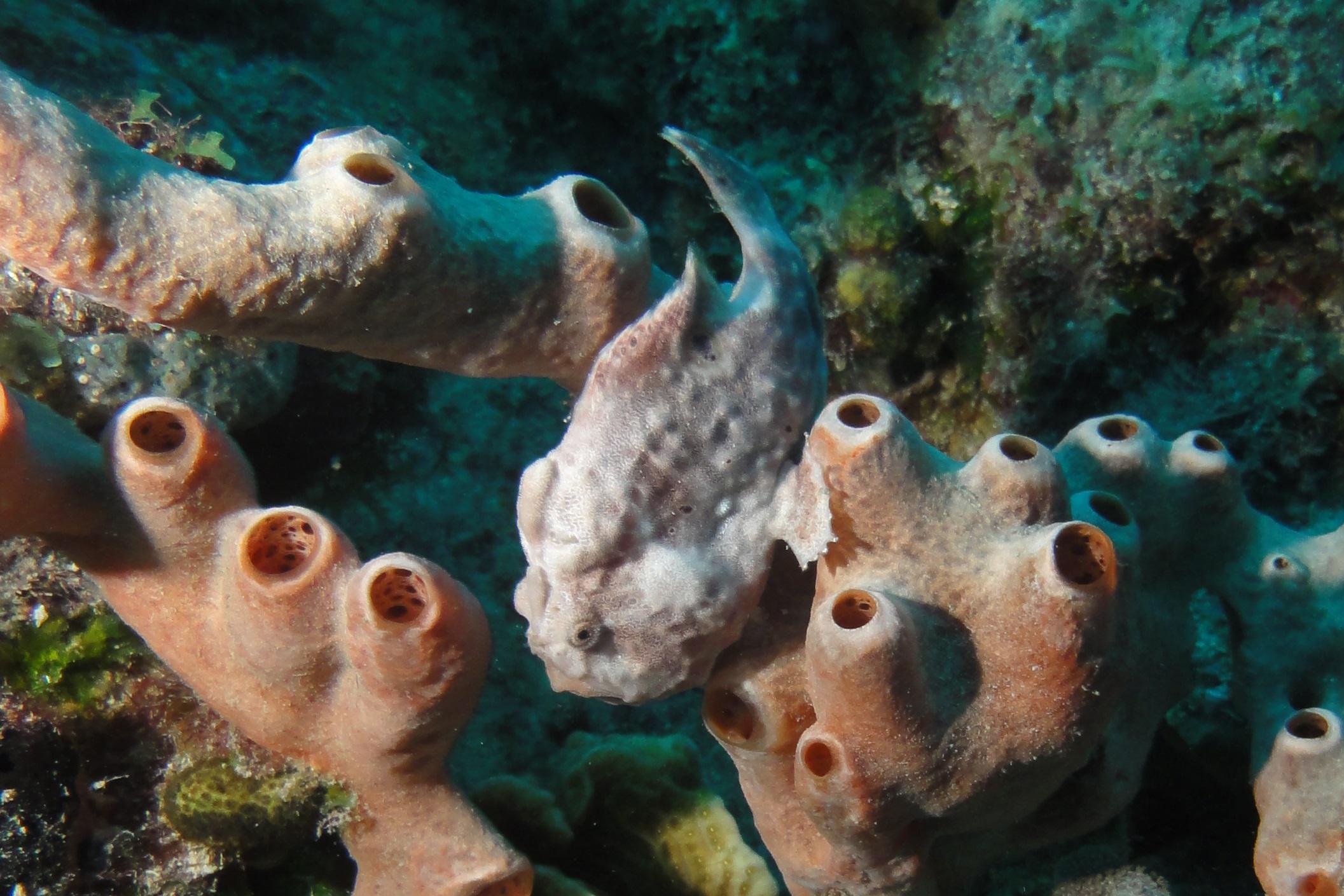 Frog fish?