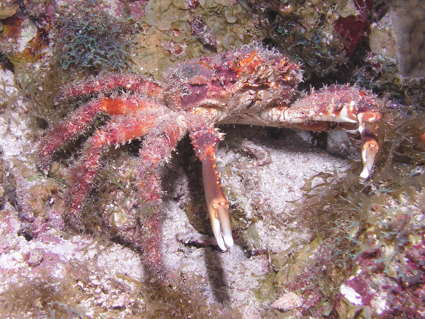 fuzzy wuzzy was a crab