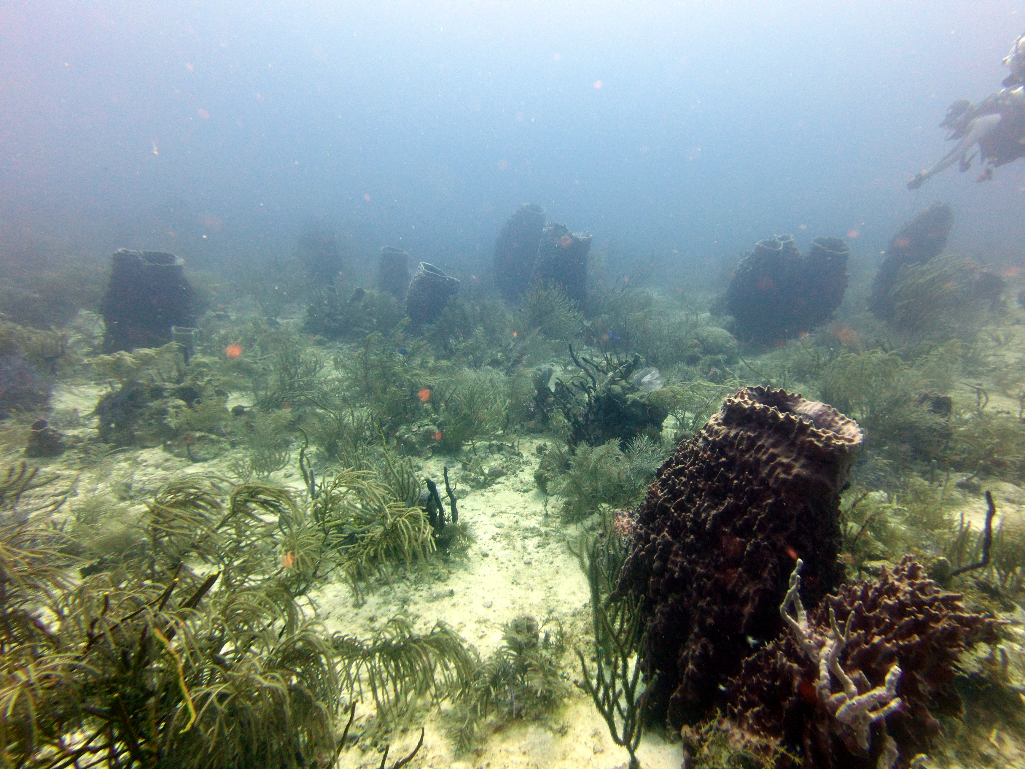 Giant barrel sponges in Texas