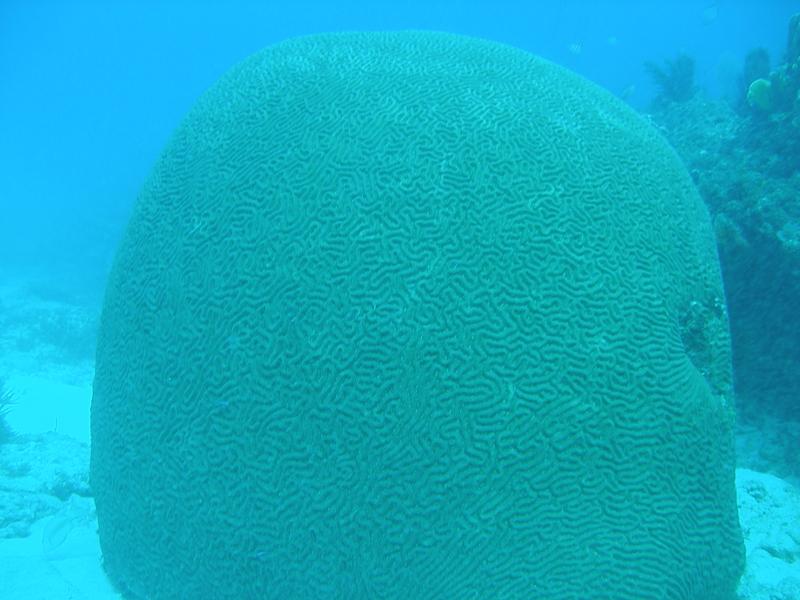 Giant brain coral