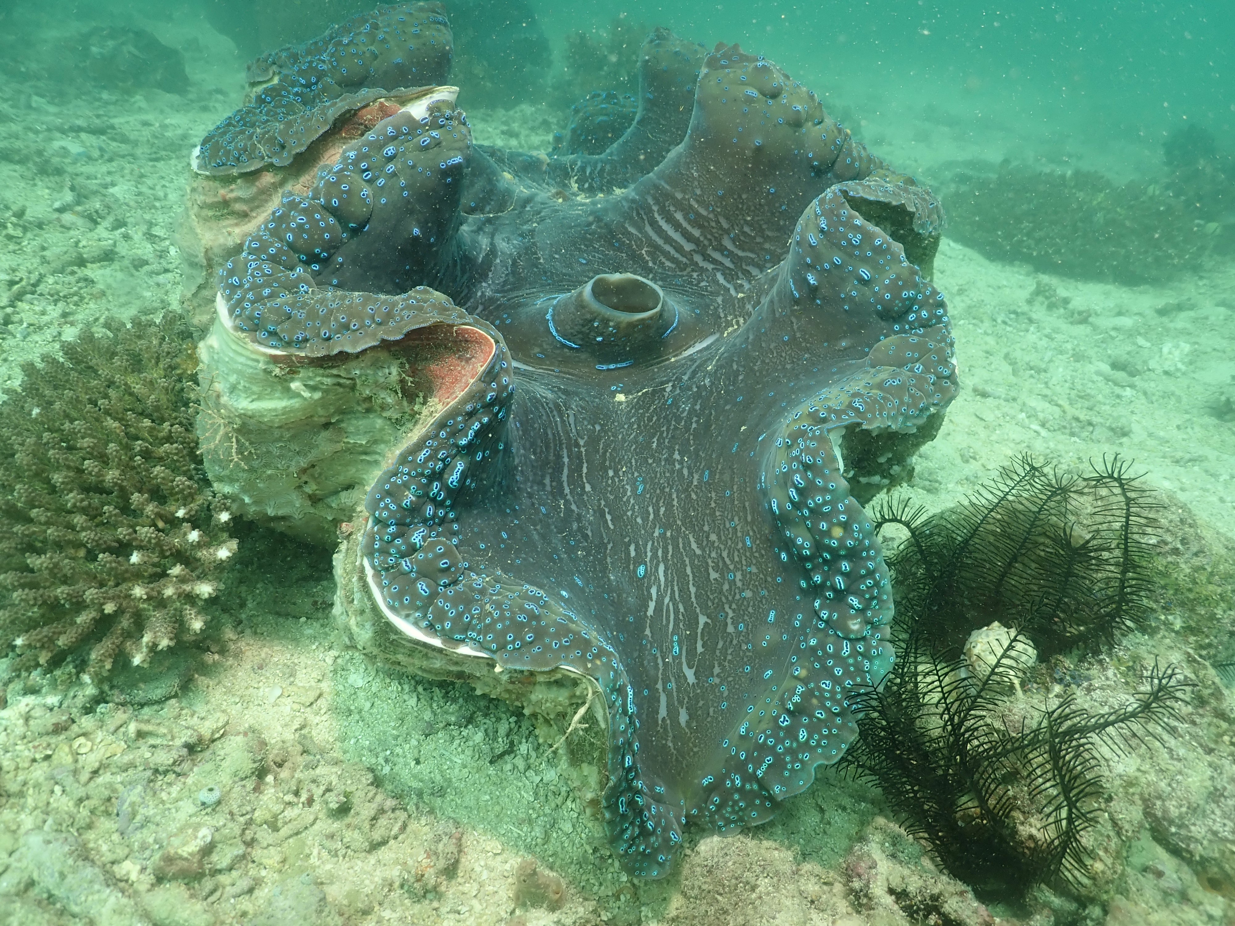Giant clam
