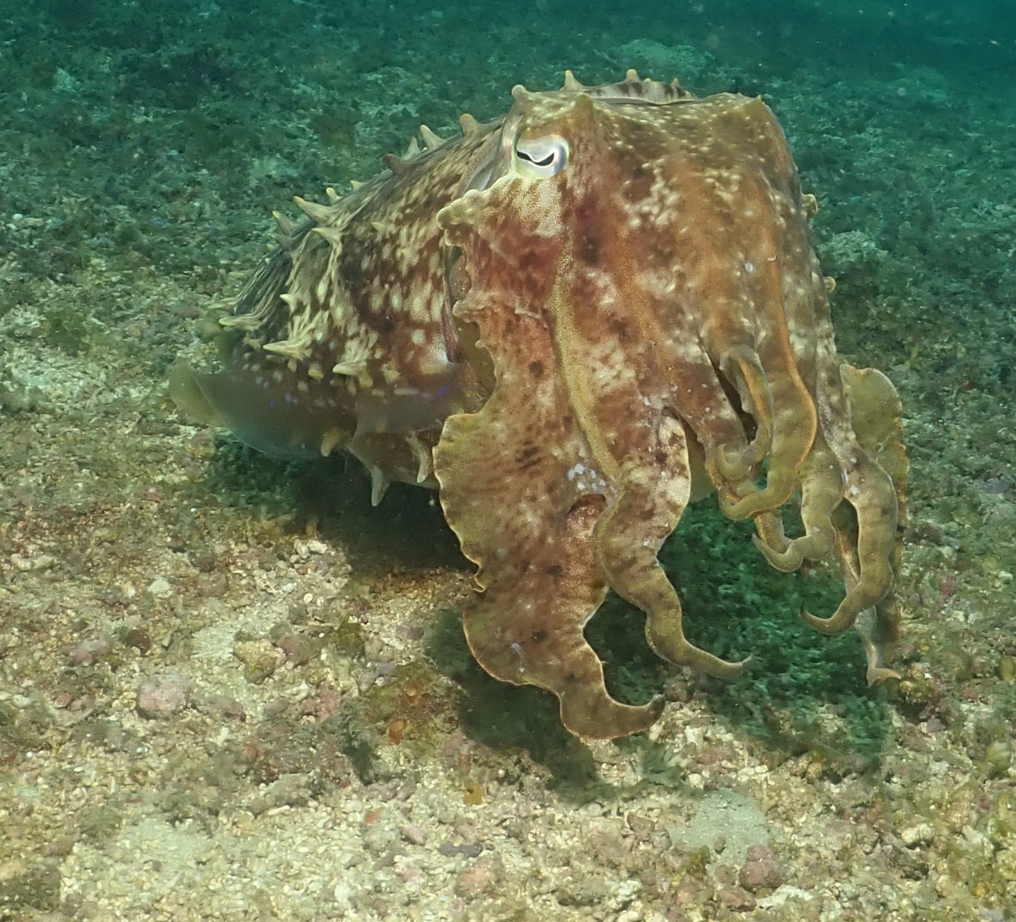 Giant cuttlefish