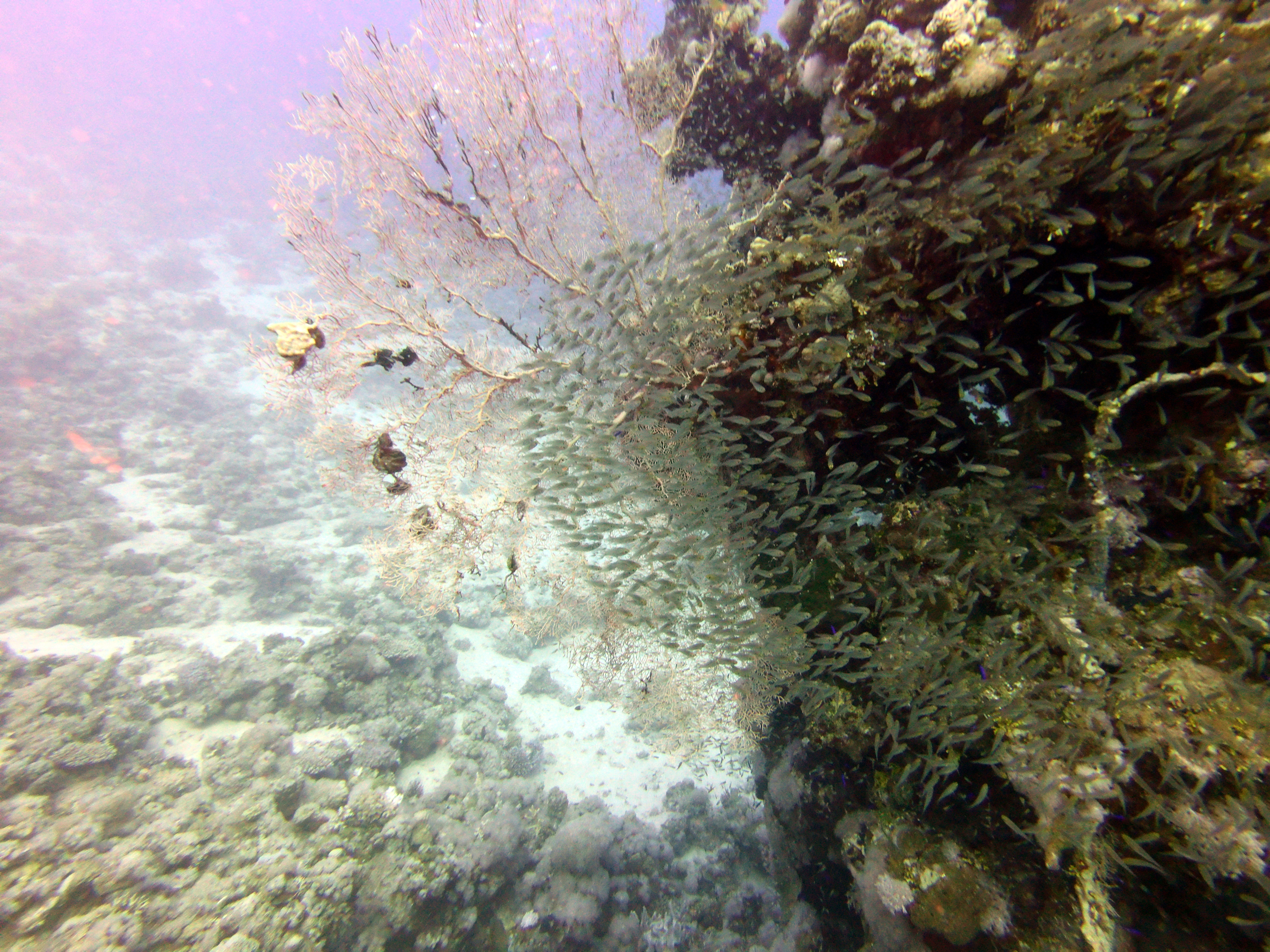 Glassfish at Near Garden