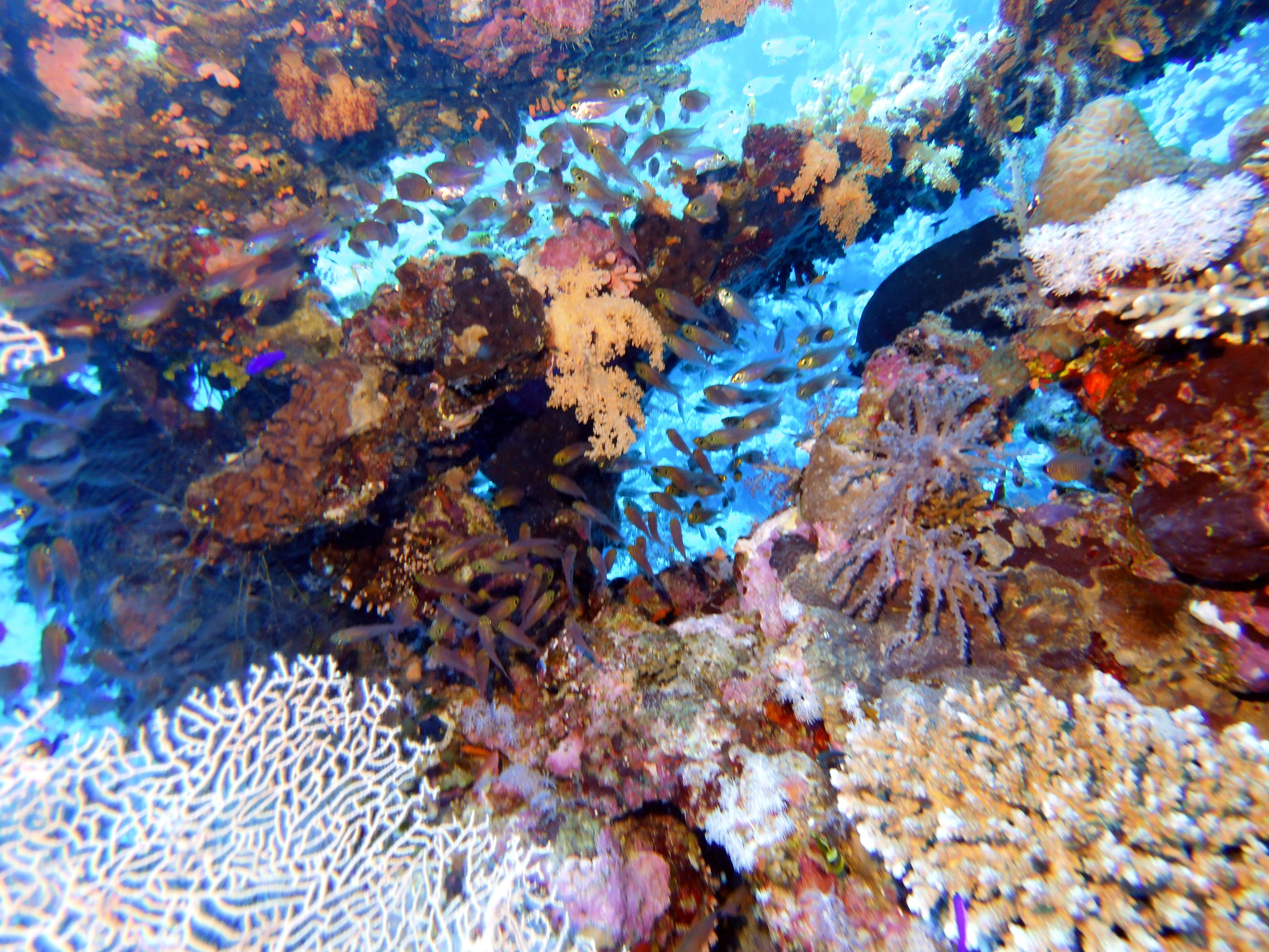 Glassfish at Ras Zat'ar