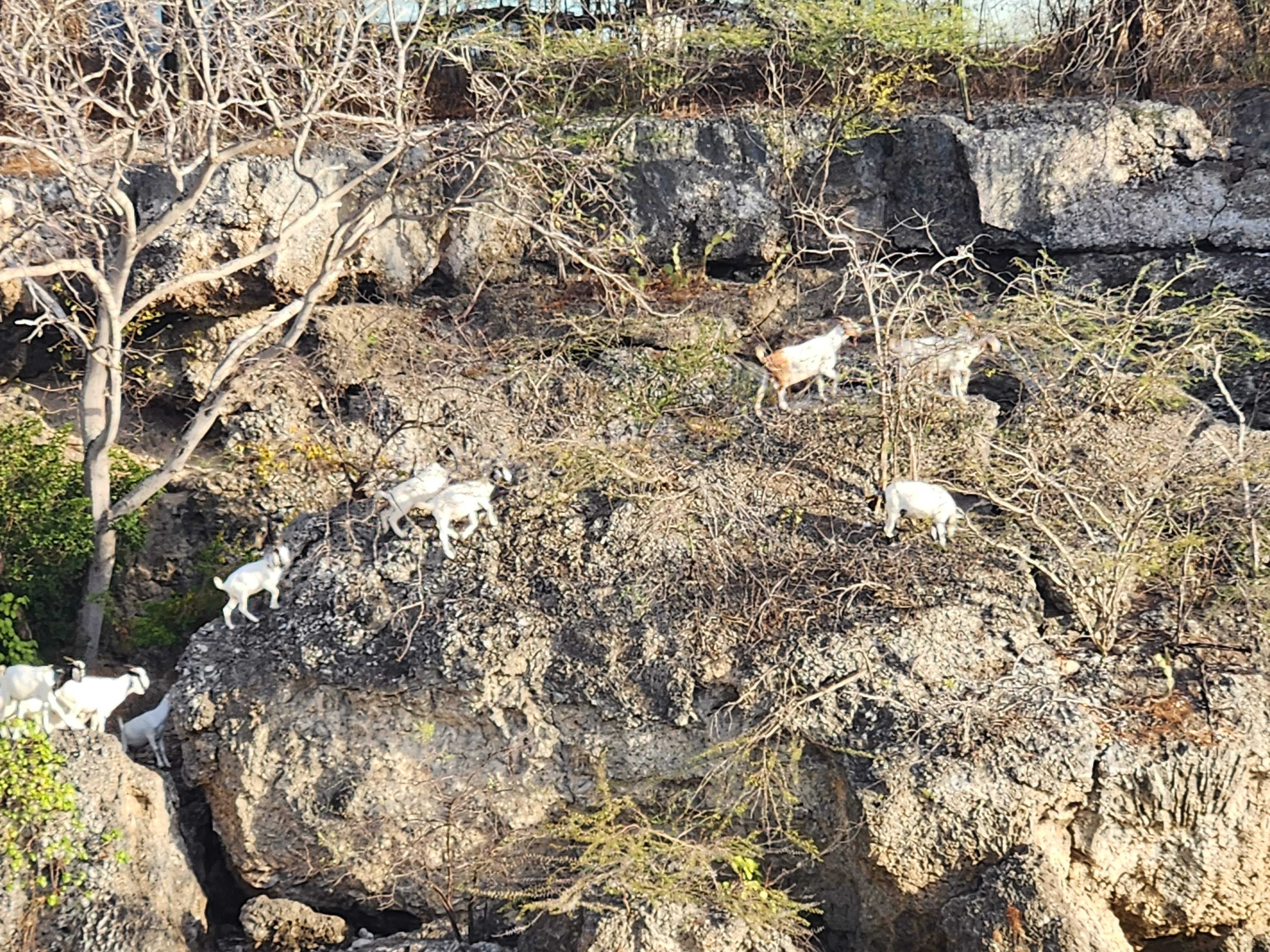 Goat jumping across to grub down