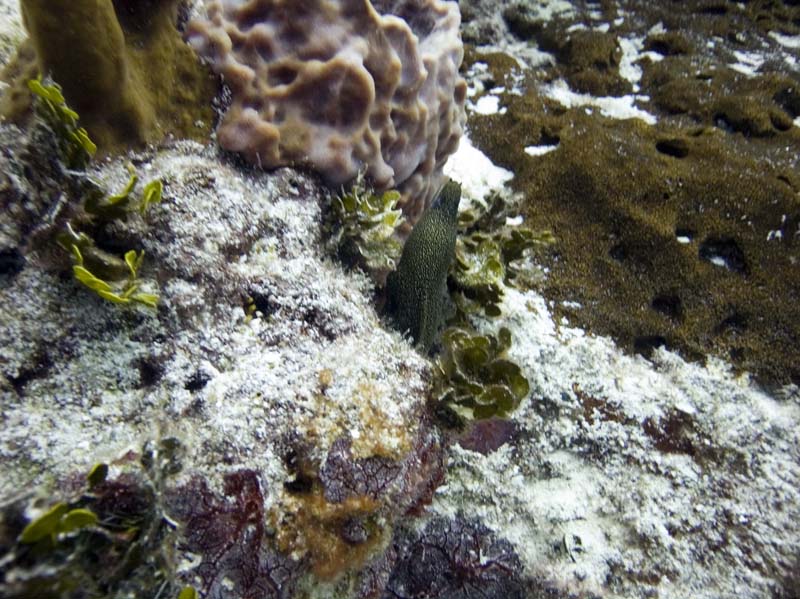 Goldentail Eel