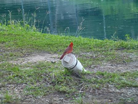 Good luck cardinal